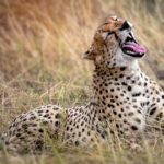 4 Days 3 Nights Safari – Northern Circuit – Tarangire, Serengeti and Ngorongoro