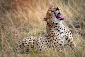 4 Days 3 Nights Safari – Northern Circuit – Tarangire, Serengeti and Ngorongoro